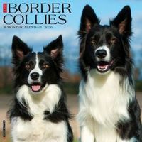Border Collies 2026 Calendar