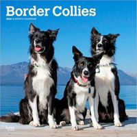 Border Collie 2026 Calendar