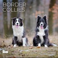 Border Collie 2026 Calendar