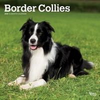 Border Collies 2026 Calendar