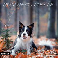 Border Collies 2026 Calendar
