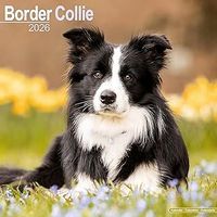 Border Collies 2026 Calendar
