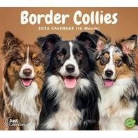 Border Collies 2026 Calendar