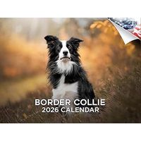Border Collies 2026 Calendar