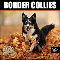 Border Collies 2026 Calendar