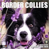 Border Collies 2026 Calendar