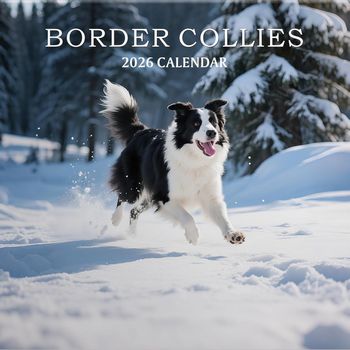 Border Collies 2026 Calendar
