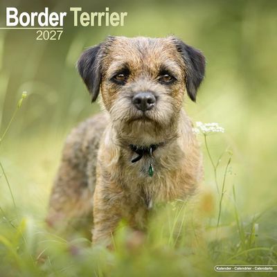 Border Terrier 2027 Calendar