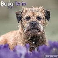 Border Terrier 2026 Calendar