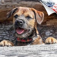 Border Terrier 2026 Calendar