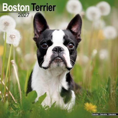 Boston Terriers 2027 Wall Calendar