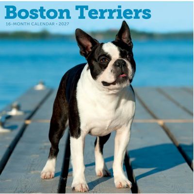Boston Terriers 2027 Wall Calendar