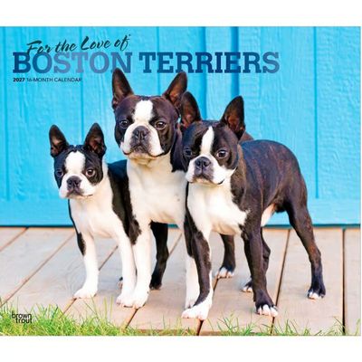 Boston Terriers 2027 Wall Calendar