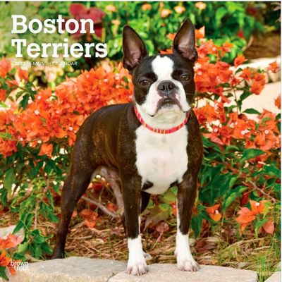 Boston Terriers 2027 Wall Calendar