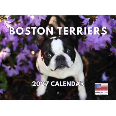 Boston Terriers 2027 Wall Calendar