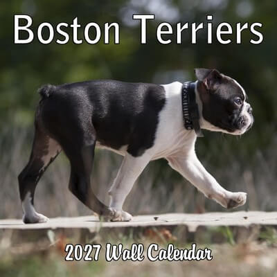 Boston Terriers 2027 Wall Calendar