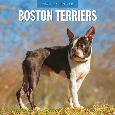 Boston Terriers 2027 Wall Calendar