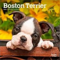 Boston Terrier Puppies 2026 Calendar