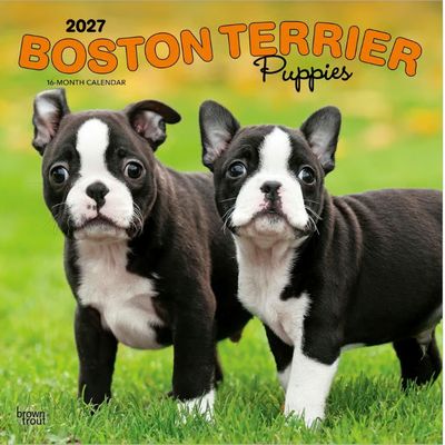 Boston Terrier Puppies 2027 Calendar