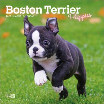 Boston Terrier Puppies 2027 Calendar