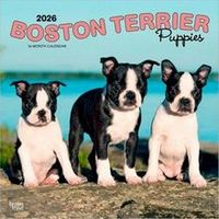 Boston Terrier Puppies 2026 Calendar