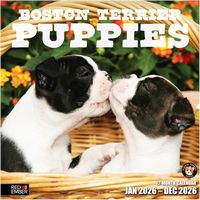 Boston Terrier Puppies 2026 Calendar