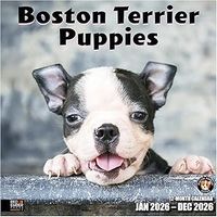 Boston Terrier Puppies 2026 Calendar
