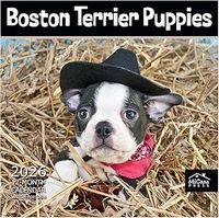 Boston Terrier Puppies 2026 Calendar