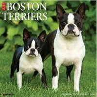 Just Boston Terriers 2026 Calendar