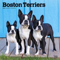 Boston Terriers 2026 Calendar