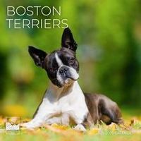 Boston Terriers 2026 Calendar