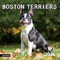 Boston Terriers 2026 Wall Calendar