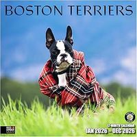 Boston Terriers 2026 Wall Calendar