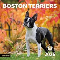 Boston Terriers 2026 Wall Calendar