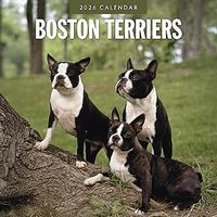 Boston Terriers 2026 Wall Calendar