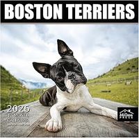 Boston Terriers 2026 Wall Calendar