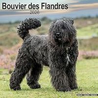 Bouvier des Flandres 2026 Calendar