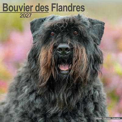 Bouvier des Flandres 2027 Calendar
