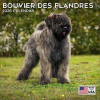 Bouvier des Flandres 2026 Calendar