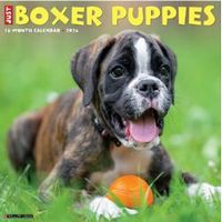 Boxer Puppies 2026 Calendar
