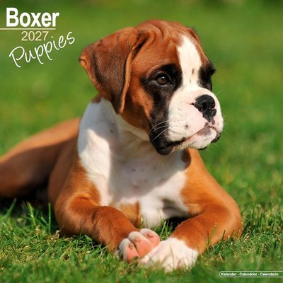 Boxer Puppies 2027 Calendar