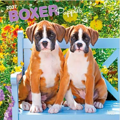 Boxer Puppies 2027 Calendar