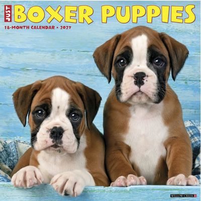 Just Boxer Puppies 2027 Calendar