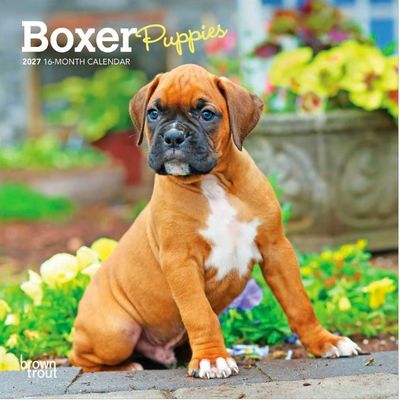 Boxer Puppies 2027 Mini Wall Calendar