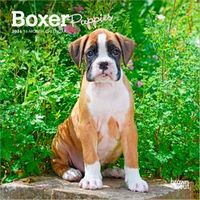 Boxer Puppies 2026 Calendar