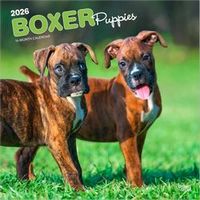 Boxer Puppies 2026 Calendar
