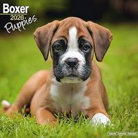 Boxer Puppies 2026 Calendar
