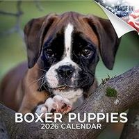 Boxer Puppies 2026 Calendar