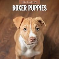 Boxer Puppies 2026 Calendar