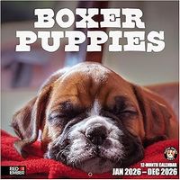 Boxer Puppies 2026 Calendar